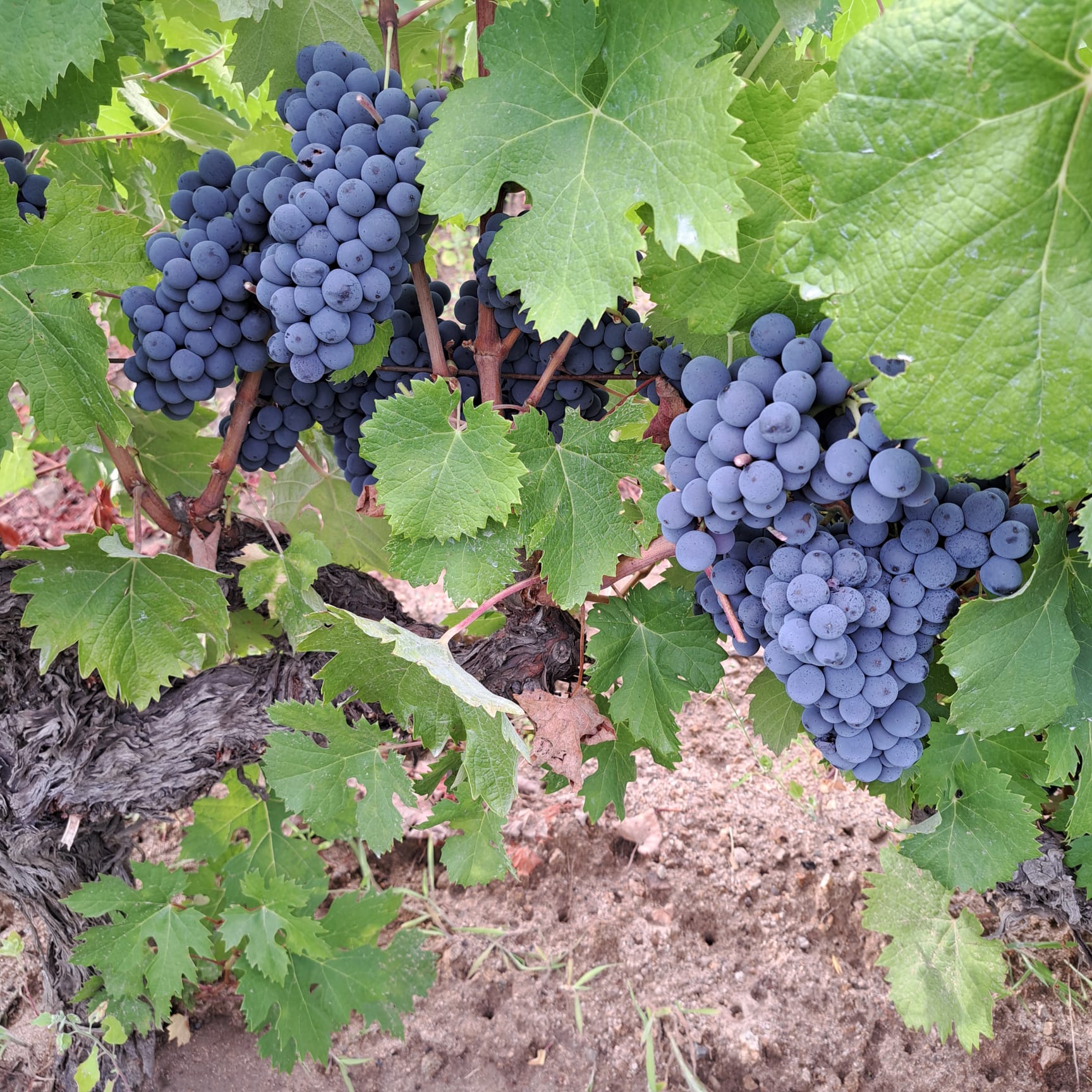 maurizio valeriani, direttore vinodabere