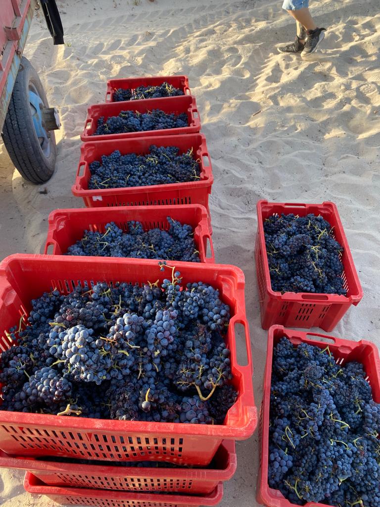 maurizio valeriani, direttore vinodabere