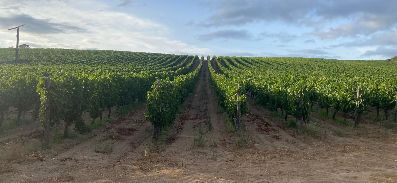 maurizio valeriani, direttore vinodabere