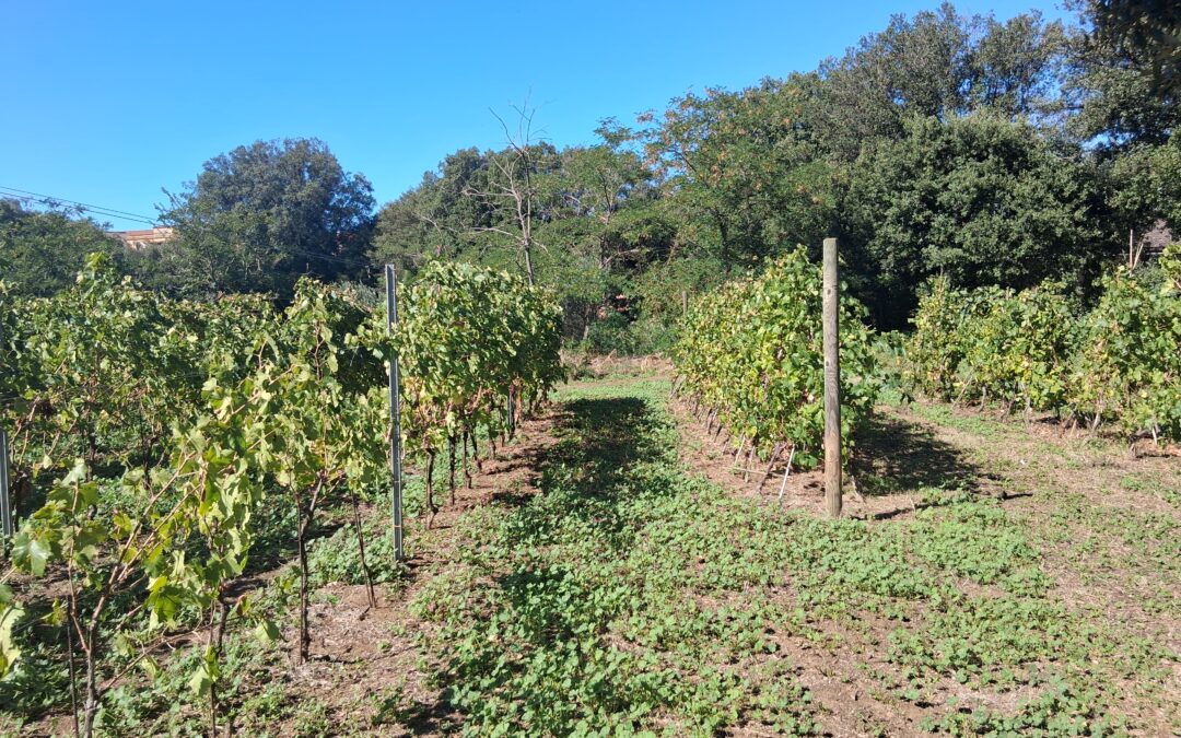 Dalla menade ai ramoracci, la vivace realtà culturale di Frascati