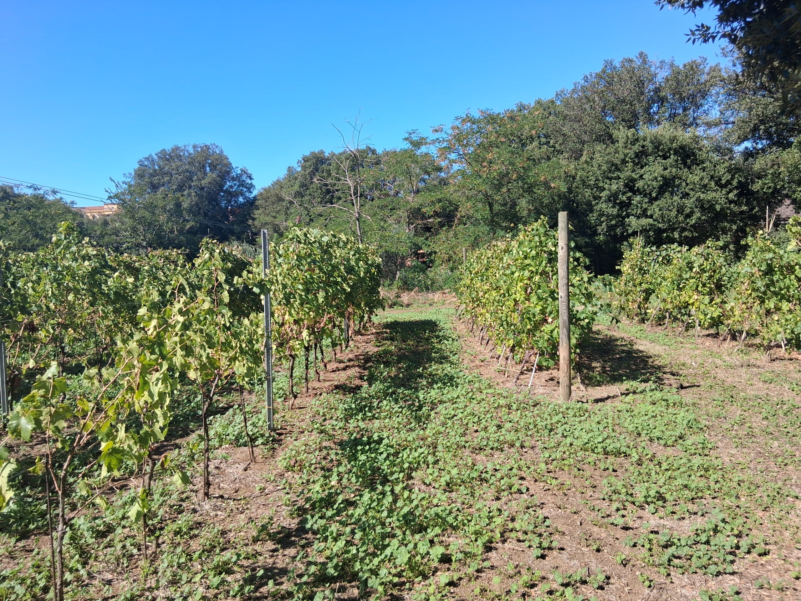 maurizio valeriani, direttore vinodabere