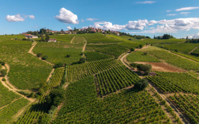 Dalla Sicilia al Piemonte, al via la vendemmia 2026